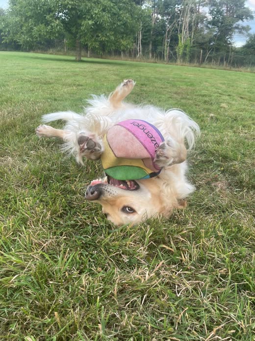 A small cream dog rolling on its back in the grass with a pink and green ball
