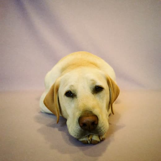 A labrador resting its head on its paws